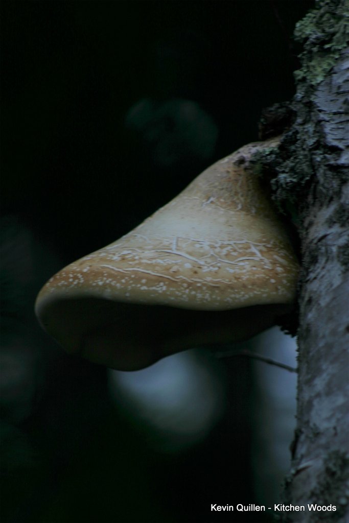Mushroom in Tree - #1